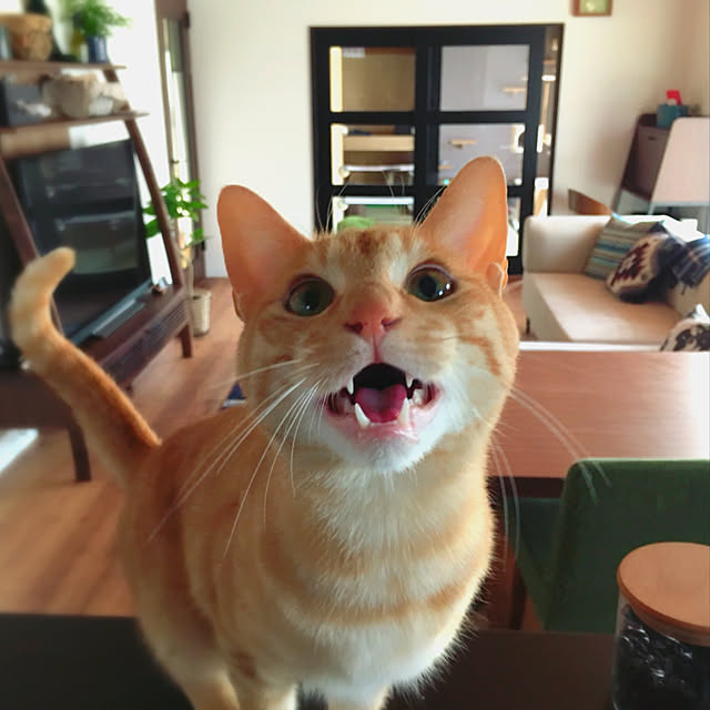 Yukinekoさんの実例写真