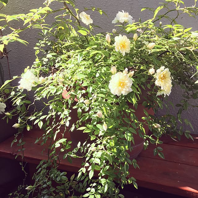 soleil_de_nuitさんの実例写真