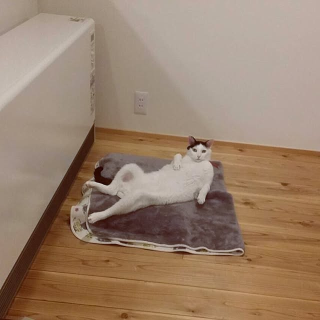 hachi8さんの実例写真