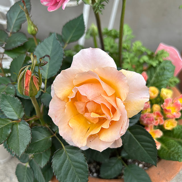 airoseさんの部屋