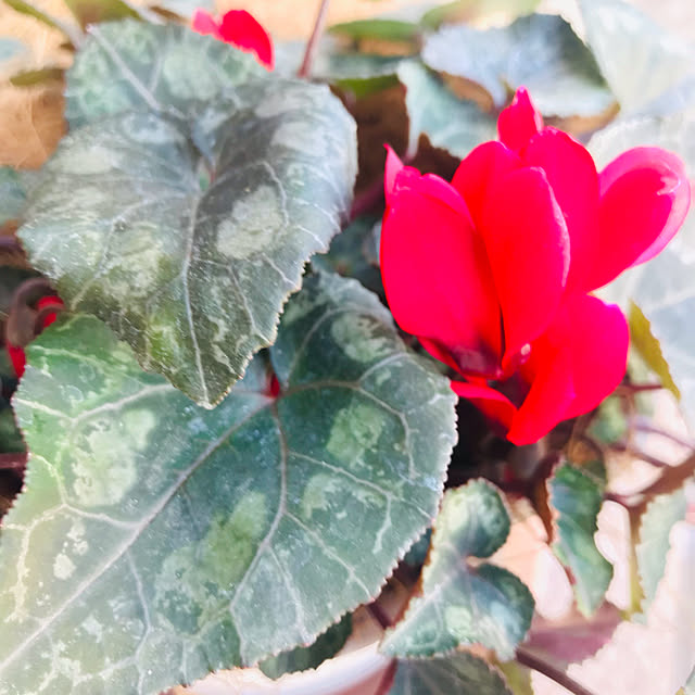 実例写真