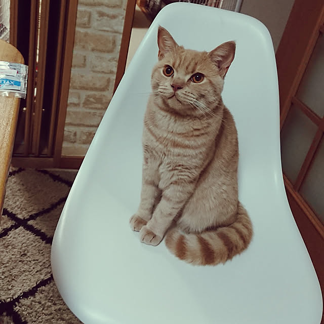 noritamaさんの実例写真