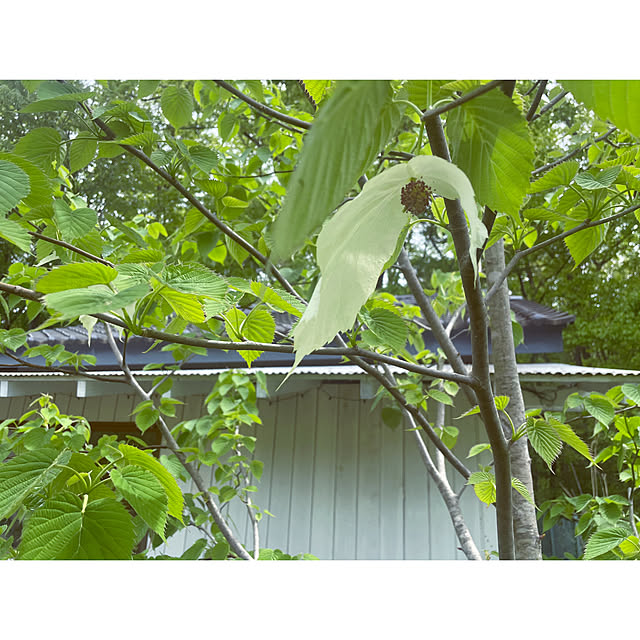 marucoさんの実例写真