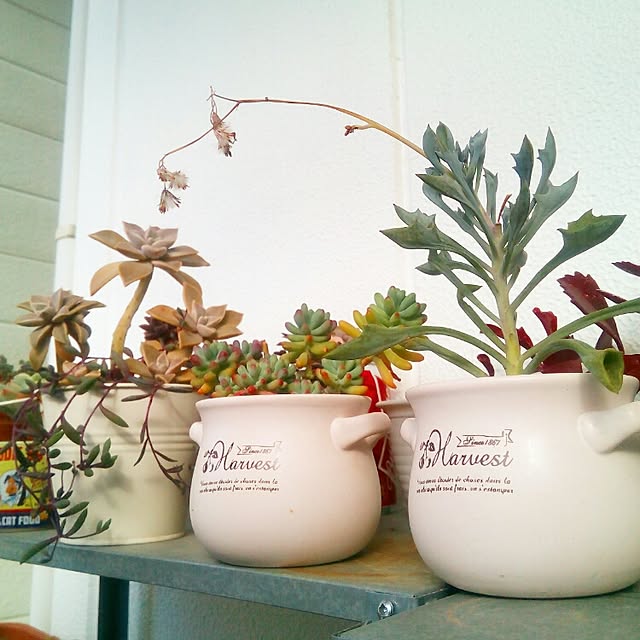 VERANDARJUNさんの実例写真