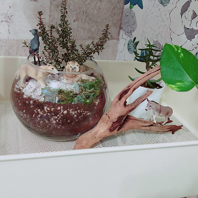 cotapiさんの実例写真
