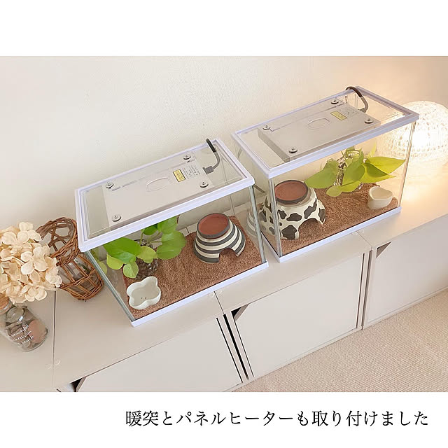 観葉植物のある暮らし/レオパードゲッコー/団地住まい/IKEA/愛用品→楽天roomに載せています...などのインテリア実例 - 2020-04-01 20:43:01