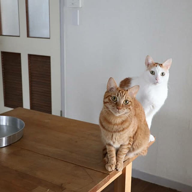 harutenさんの実例写真
