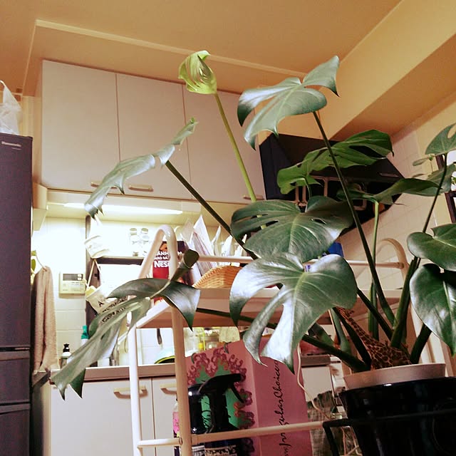 chizuru.h0914さんの実例写真