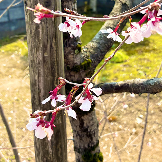 Fleur_さんの部屋