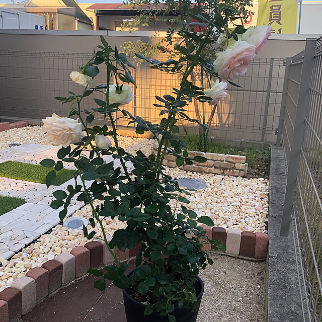 shibakoさんの実例写真