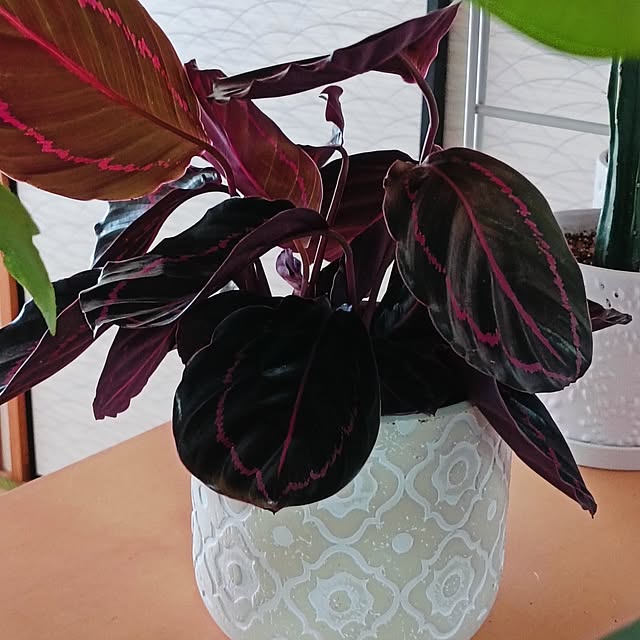 hanachanさんの部屋