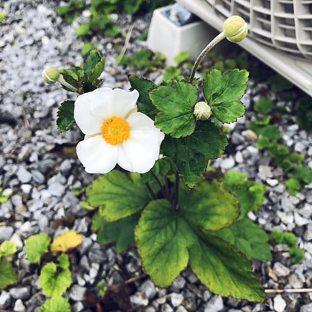 msfさんの実例写真