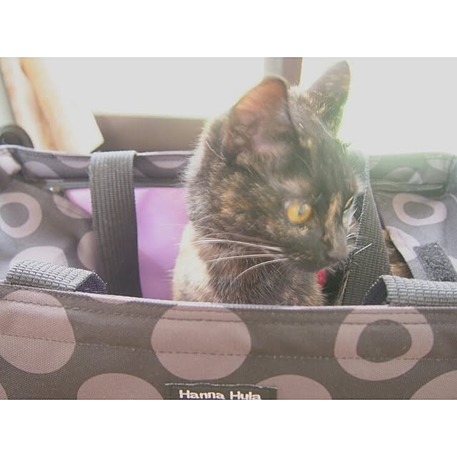 Ryoさんの実例写真