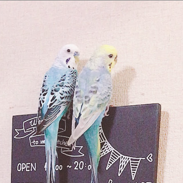 yooさんの実例写真