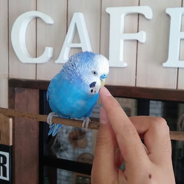 opiopiopiさんの実例写真