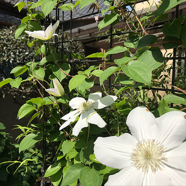 enchiさんの実例写真