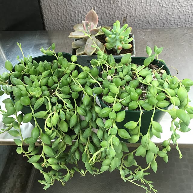 ToshiKoさんの実例写真