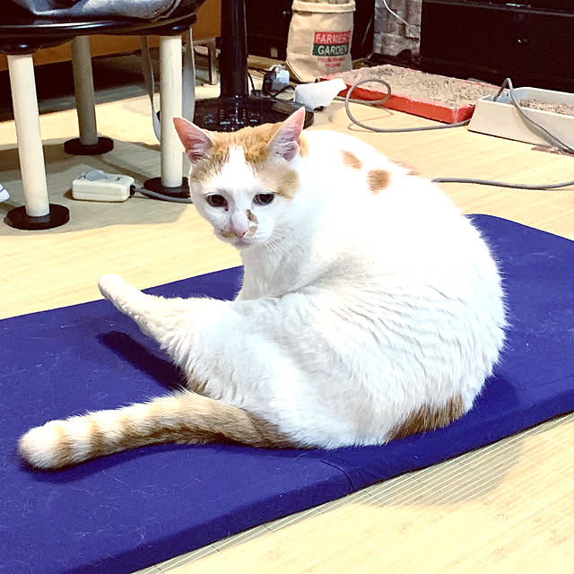 tututu0204さんの実例写真