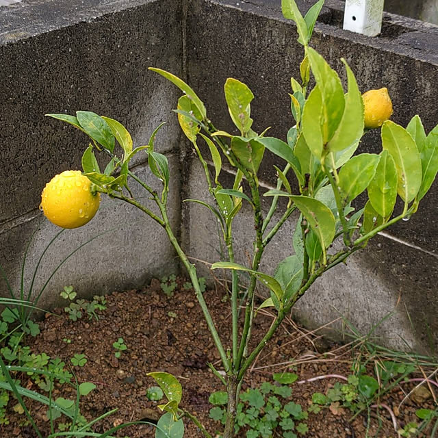 mayumiさんの実例写真