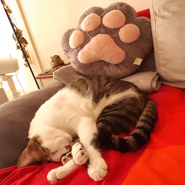 CinqinTWさんの実例写真