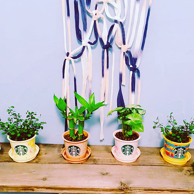 バス/トイレ/キャンドゥ☆/スターバックス プリンカップ/観葉植物/しっくい壁DIY...などのインテリア実例 - 2018-06-08 17:26:13