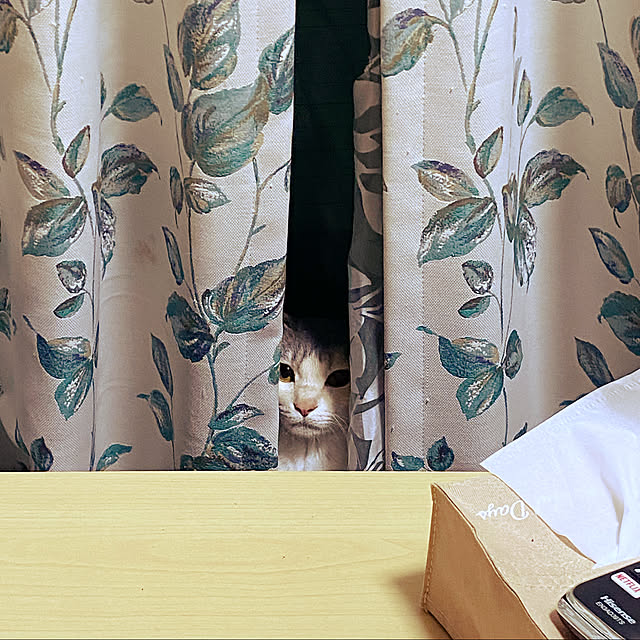 yuuさんの実例写真