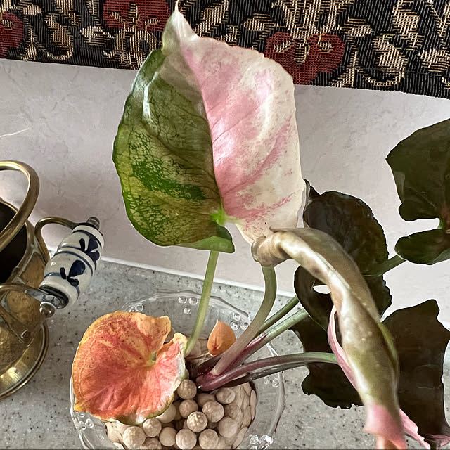 AYUKOさんの実例写真