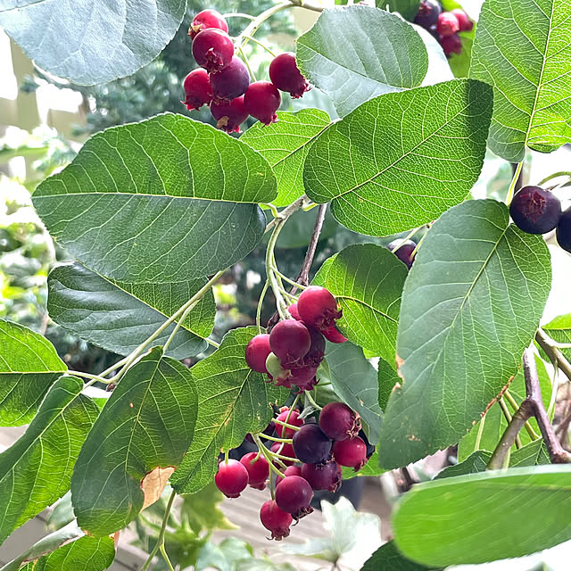 mamisazさんの部屋