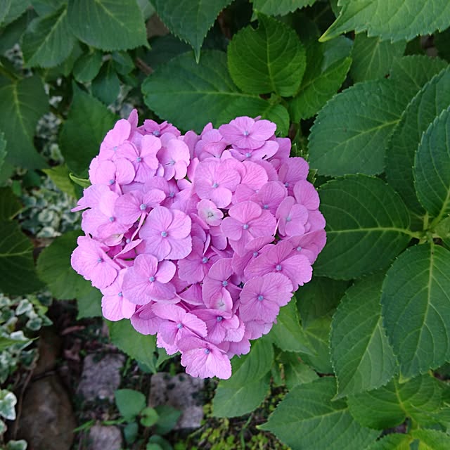 Happy-smileさんの実例写真