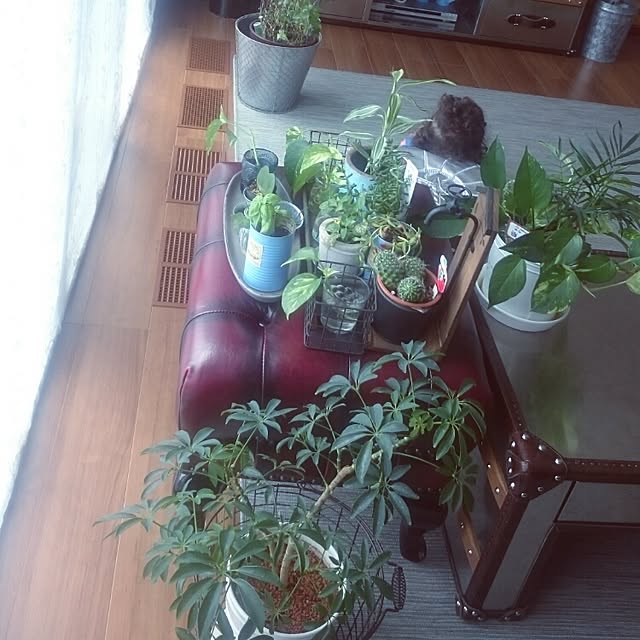 tomatoさんの実例写真
