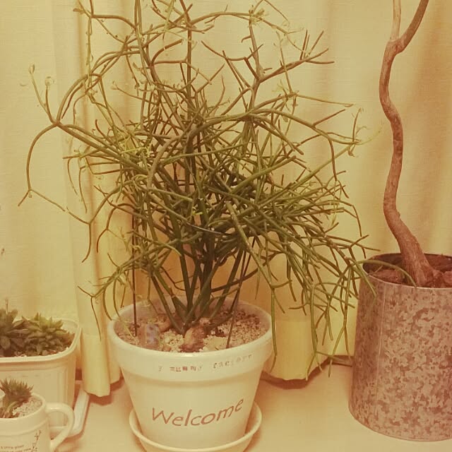 shionさんの実例写真