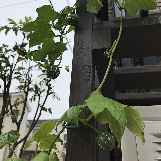 gin_mamaさんの実例写真