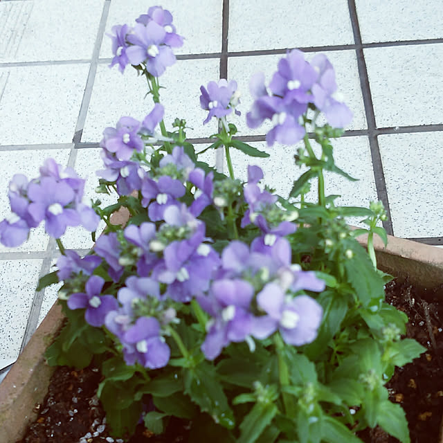 VIORAさんの実例写真