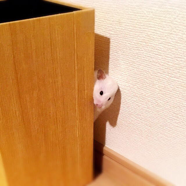 DORAさんの実例写真