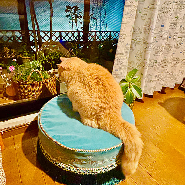 naokoさんの実例写真