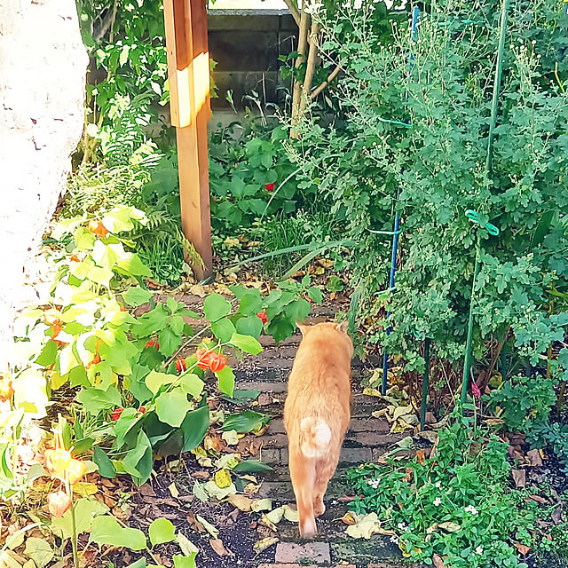 suzumetoriさんの実例写真