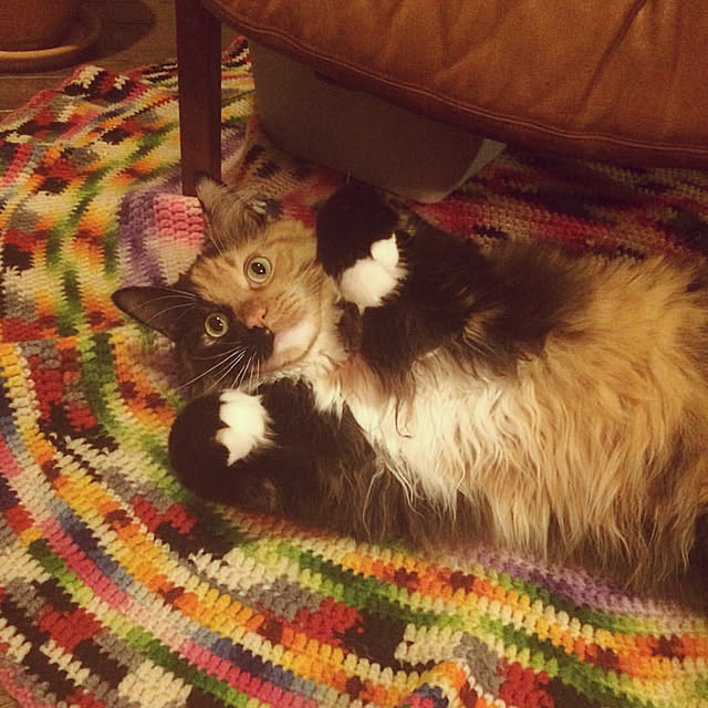 nekobusさんの実例写真