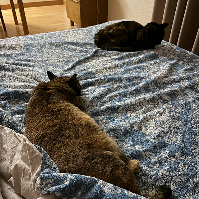 cocoさんの部屋