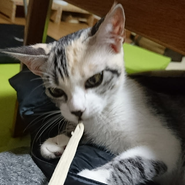 shinobuさんの実例写真