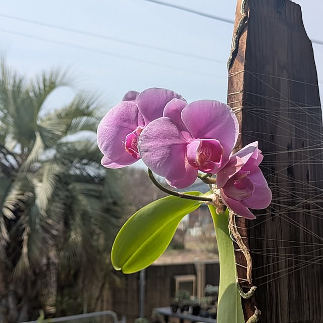 ot-gardenさんの実例写真