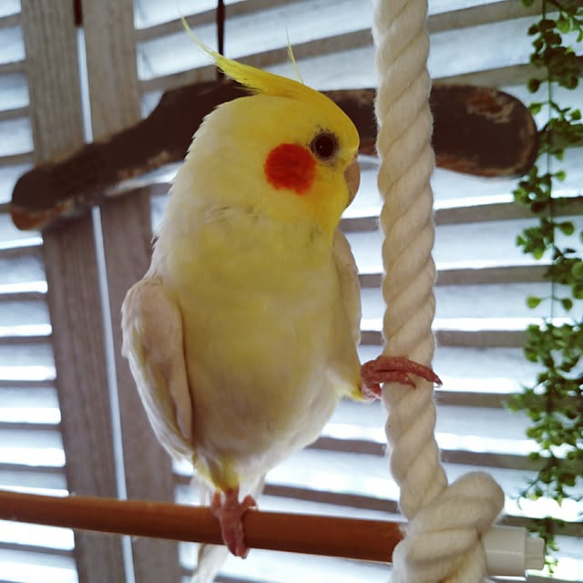 keikorinさんの実例写真