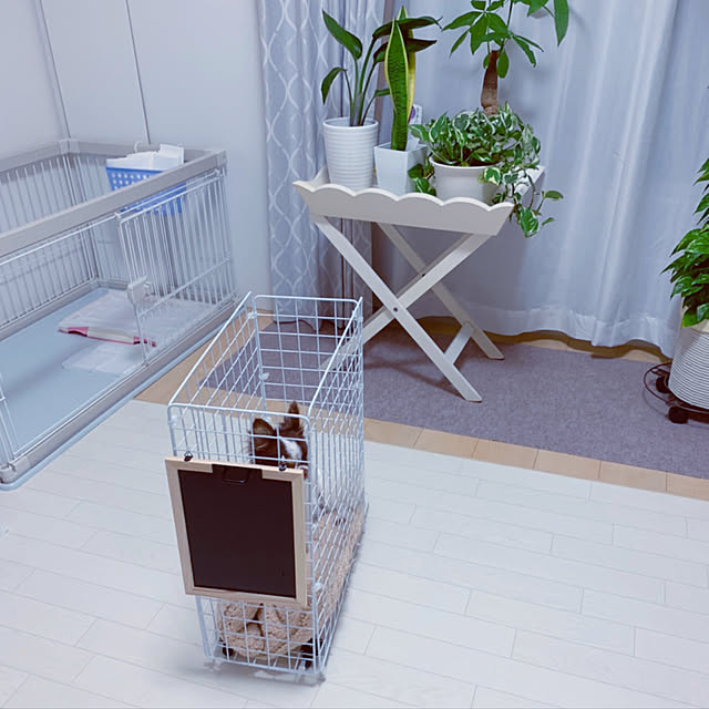 makoさんの実例写真