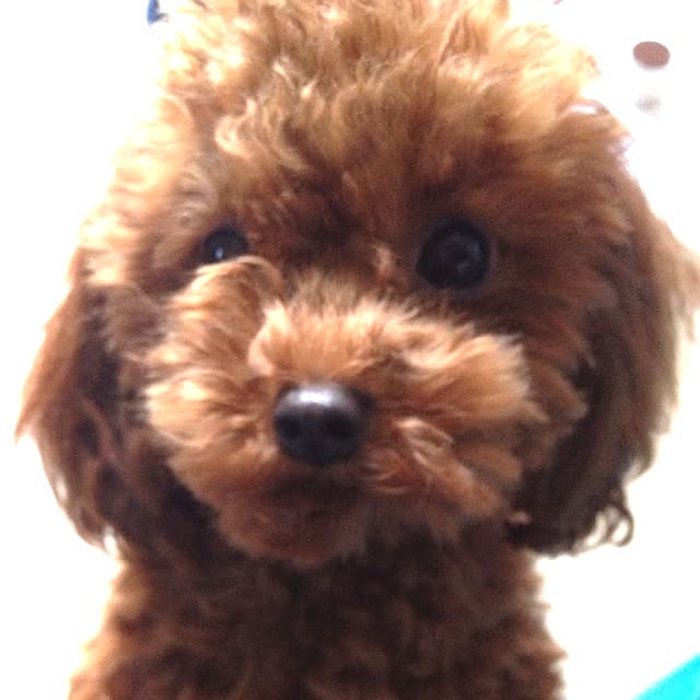 cocoさんの実例写真