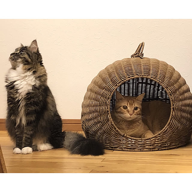 Hisashiさんの実例写真