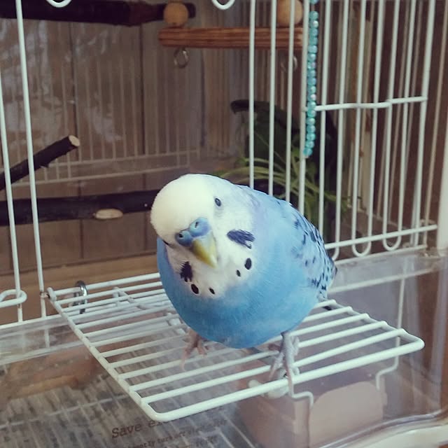 opiopiopiさんの実例写真