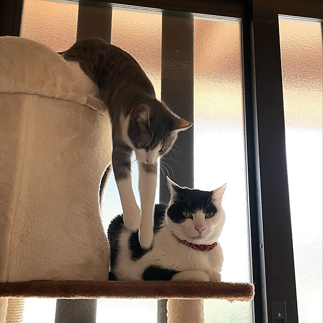 nekosamaさんの実例写真