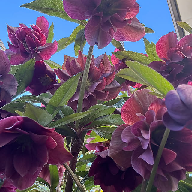 mamizaさんの実例写真