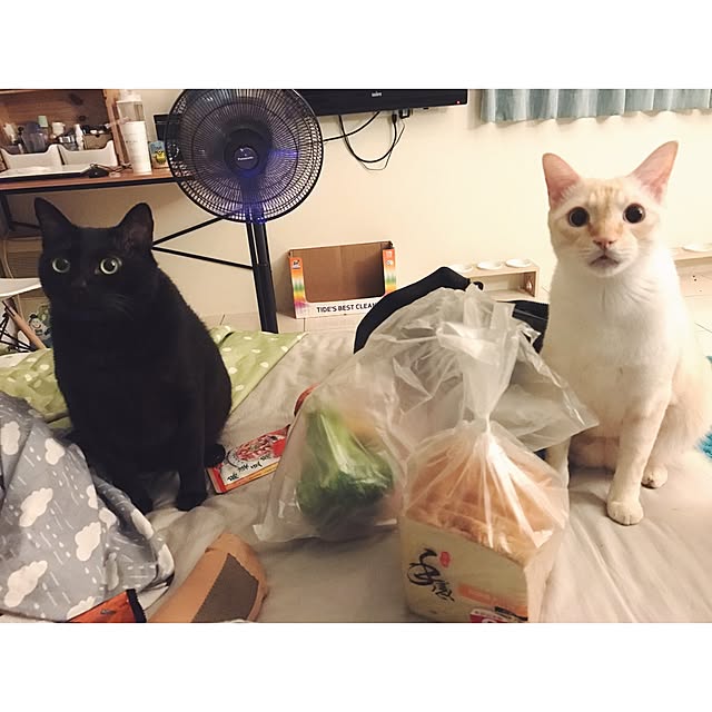 Meowdiさんの実例写真