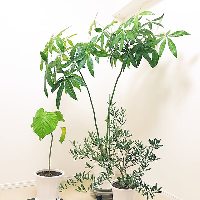 部屋全体/ナチュラル/カフェ風/観葉植物/ダイソーのインテリア実例 - 2023-10-29 20:36:44