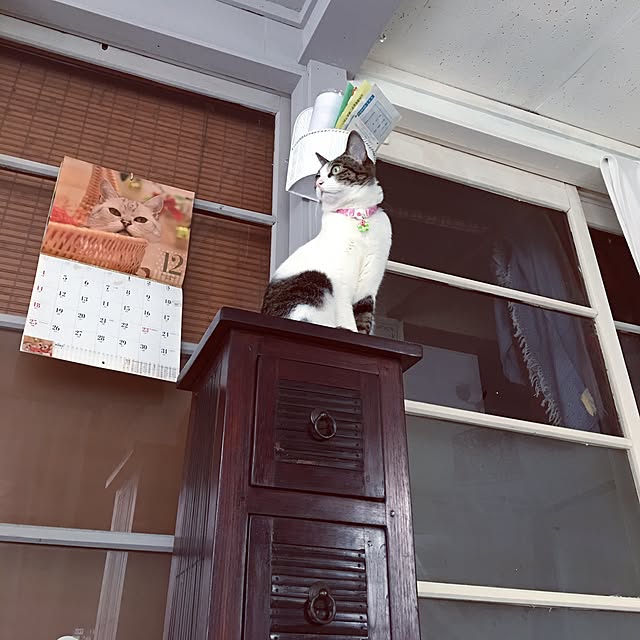 Shihoさんの実例写真
